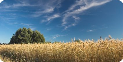 Глобальні кліматичні зміни