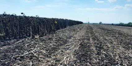 Соняшник після збирання: що робити зі стернею та падалицею