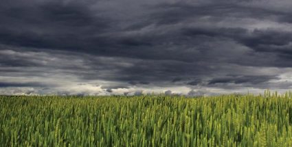 Хвороби озимих зернових: що закладається вже восени?
