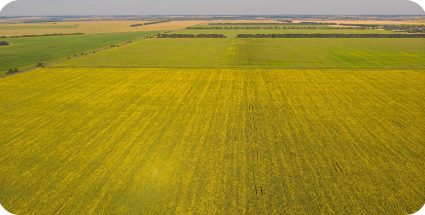 Чим і як підживлювати озимий ріпак і пшеницю