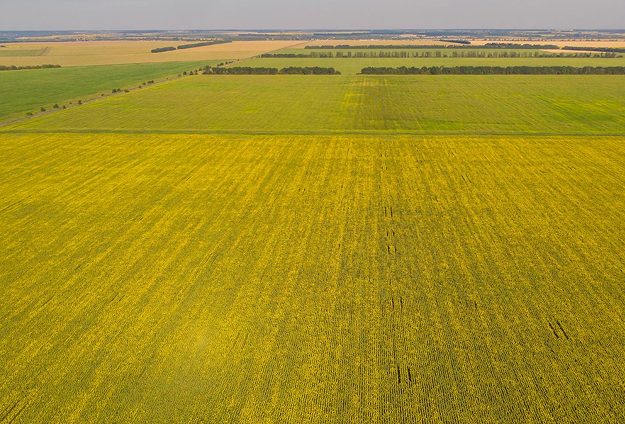 Чим і як підживлювати озимий ріпак і пшеницю