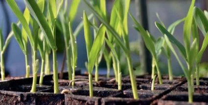 Біостимулятор на основі гліцинбетаїну та рослинних білків